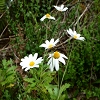 Plants: image 98 Of 208 Thumb